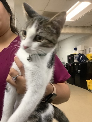 Shelter Stray Male Cat last seen Near martin st, East District, TX, 355 Hillshire Dr, Haslet, TX 76052, USA