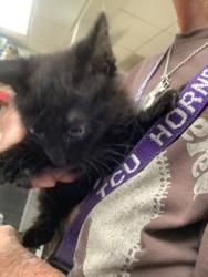 Shelter Stray Female Cat last seen Near martin st, East District, TX, 355 Hillshire Dr, Haslet, TX 76052, USA
