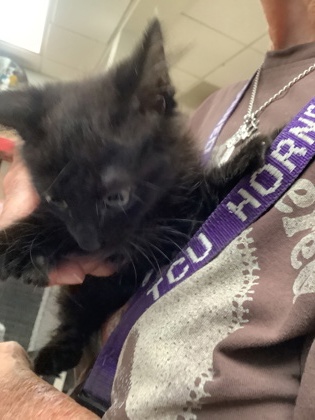 Shelter Stray Female Cat last seen Near martin st, East District, TX, 355 Hillshire Dr, Haslet, TX 76052, USA