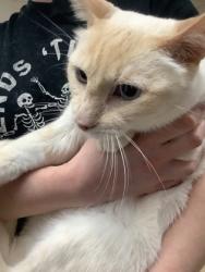 Shelter Stray Male Cat last seen Near martin st, East District, TX, 355 Hillshire Dr, Haslet, TX 76052, USA