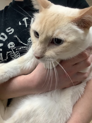 Shelter Stray Male Cat last seen Near martin st, East District, TX, 355 Hillshire Dr, Haslet, TX 76052, USA