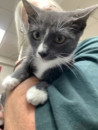Shelter Stray Female Cat last seen Near martin st, East District, TX, 355 Hillshire Dr, Haslet, TX 76052, USA