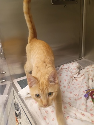 Shelter Stray Male Cat last seen Near Bolton Road, Atlanta, GA, 1251 Fulton Industrial Blvd NW, Atlanta, GA 30336, USA