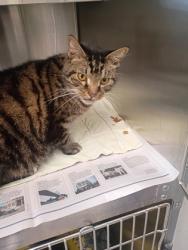 Shelter Stray Male Cat last seen Near Liberty Parkway NW, Atlanta, GA, 1251 Fulton Industrial Blvd NW, Atlanta, GA 30336, USA