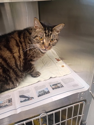 Shelter Stray Male Cat last seen Near Liberty Parkway NW, Atlanta, GA, 1251 Fulton Industrial Blvd NW, Atlanta, GA 30336, USA