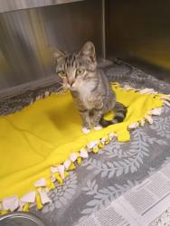 Shelter Stray Female Cat last seen Washington rd, East Point, GA, 1251 Fulton Industrial Blvd NW, Atlanta, GA 30336, USA