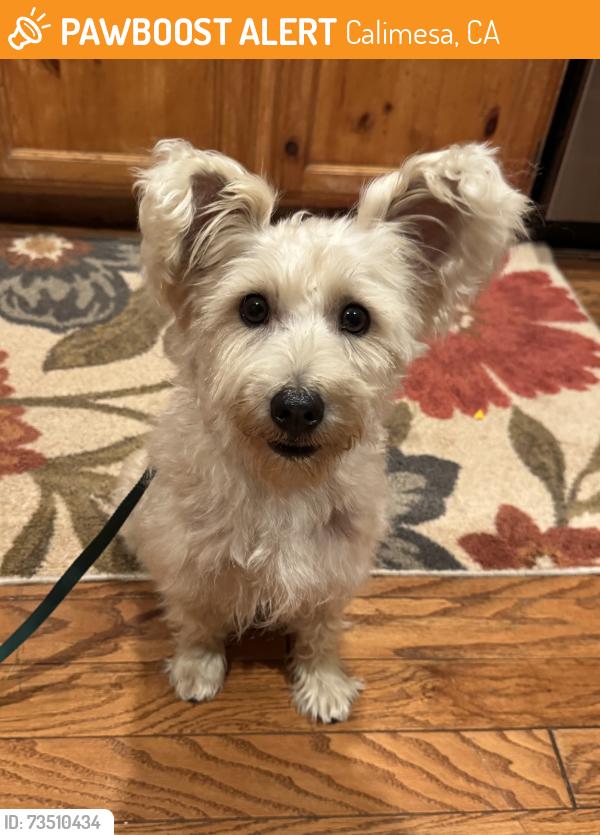 Found/Stray Female Dog last seen Singleton Rd in Calimesa, Calimesa, CA 92320