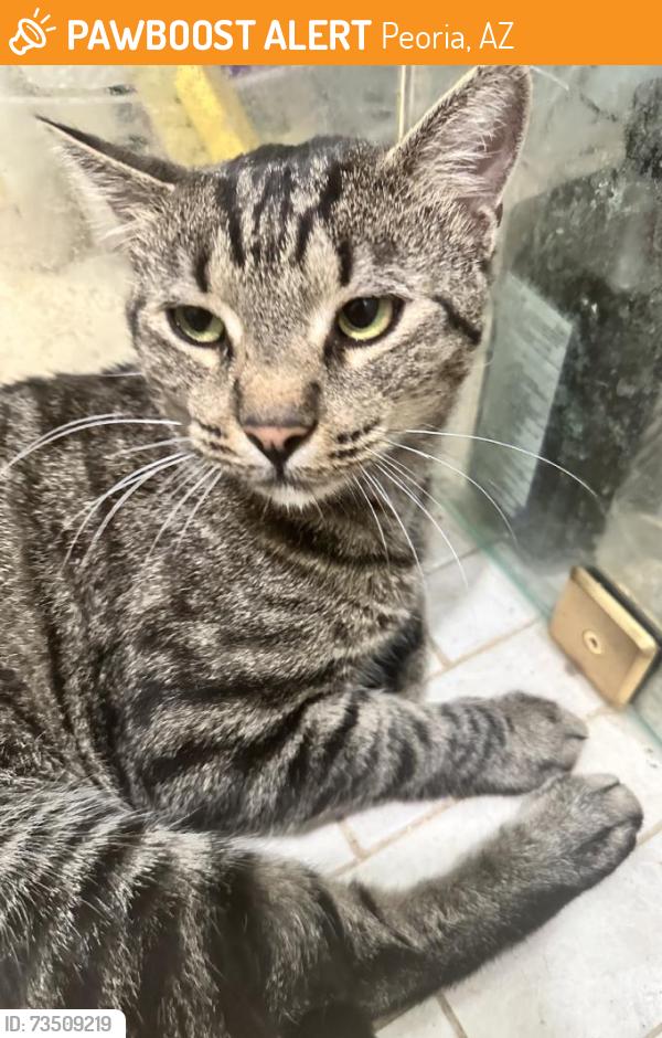 Found/Stray Male Cat last seen Thinderbird rd and 92 nd ave, Peoria, AZ 85383