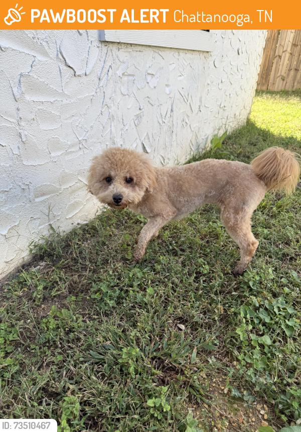 Found/Stray Female Dog last seen Wildwood and Highcrest, Chattanooga, TN 37343