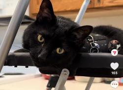 Lost Male Cat last seen 5th & magnolia, Yuma, AZ 85364