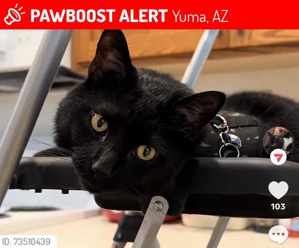 Lost Male Cat last seen 5th & magnolia, Yuma, AZ 85364