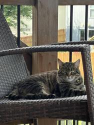 Lost Female Cat last seen Near Jules Ct. Kearney, MO 64060, Kearney, MO 64060