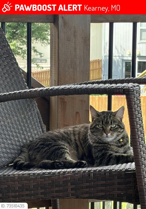 Lost Female Cat last seen Near Jules Ct. Kearney, MO 64060, Kearney, MO 64060