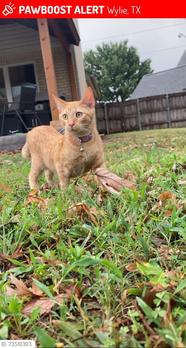 Lost Female Cat last seen Last seen near Graham Court cul-de-sac in Wylie, TX, by the open field with an electric utility pole covered in graffiti. Her collar was found in this field near the residential homes. Please check the field, nearby bushes, and surrounding yards., Wylie, TX 75098