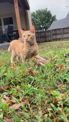 Lost Female Cat last seen Last seen near Graham Court cul-de-sac in Wylie, TX, by the open field with an electric utility pole covered in graffiti. Her collar was found in this field near the residential homes. Please check the field, nearby bushes, and surrounding yards., Wylie, TX 75098