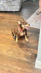 Found/Stray Male Dog last seen Chicago and Godwin, Bellview, FL 32526