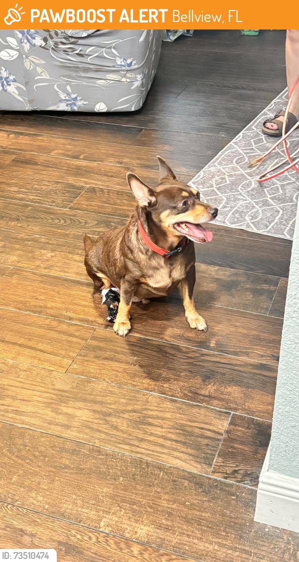 Found/Stray Male Dog last seen Chicago and Godwin, Bellview, FL 32526