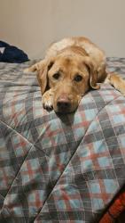 Reunited Male Dog last seen Kipps Lane and Adelaide Street Nirth, London, ON N5Y 4R6