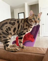 Reunited Male Cat last seen Near independence store 80th, Langley Township, BC V2Y 0Y6