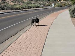 Found/Stray Unknown Dog last seen Suez, Rio Rancho, NM 87124
