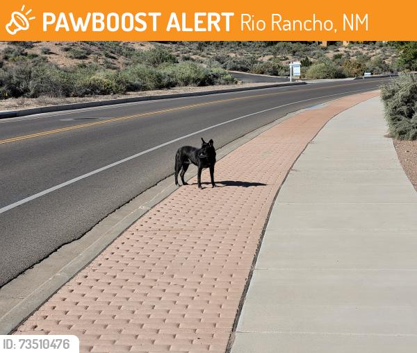 Found/Stray Unknown Dog last seen Suez, Rio Rancho, NM 87124