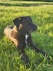 Reunited Male Dog last seen Fowler Creek Park, Evergreen, San Jose, San Jose, CA 95135