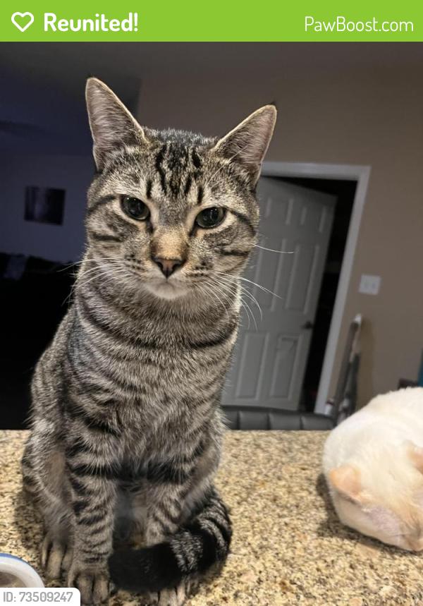 Reunited Male Cat last seen Near Avalon spring ln, Spring, TX 77386