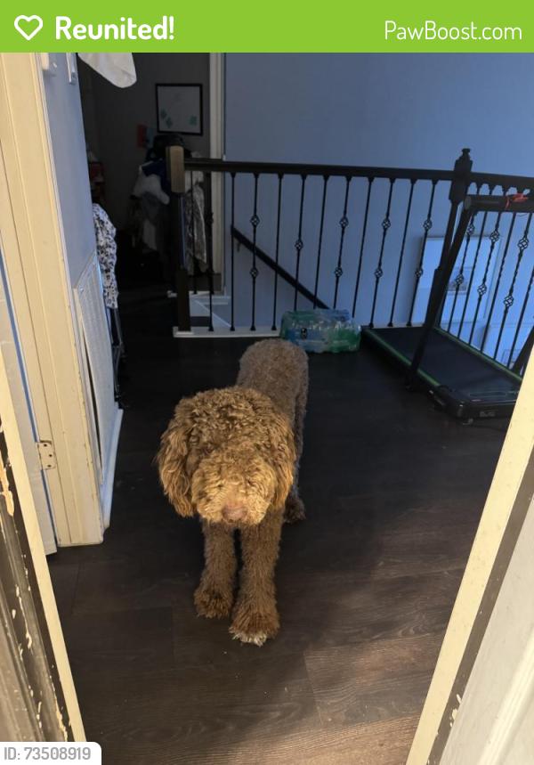 Reunited Male Dog last seen Ashfork Dr, Houston, TX 77064, USA, Houston, TX 77064