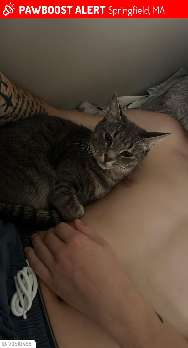 Lost Female Cat last seen mvp barber shop, Springfield, MA 01108
