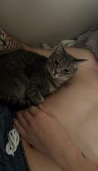 Lost Female Cat last seen mvp barber shop, Springfield, MA 01108