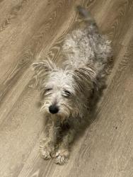 Found/Stray Female Dog last seen The Vincent apmts, Dallas, TX 75287