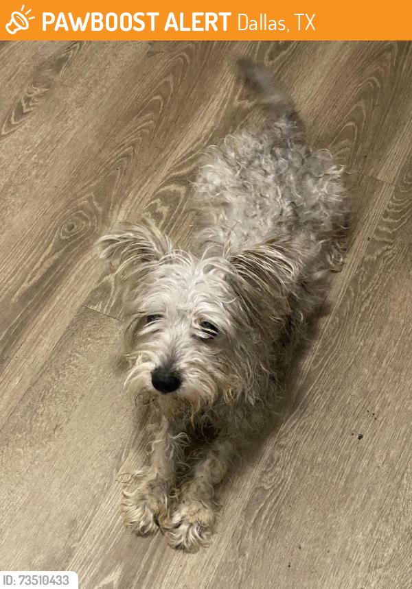 Found/Stray Female Dog last seen The Vincent apmts, Dallas, TX 75287