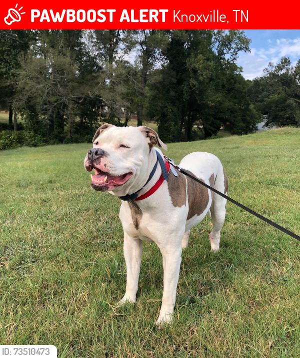 Lost Male Dog last seen Kimberlin Heights Rd and swaggerty rd, Knoxville, TN 37920