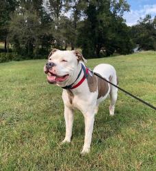 Lost Male Dog last seen Kimberlin Heights Rd and swaggerty rd, Knoxville, TN 37920