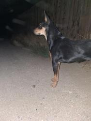 Found/Stray Female Dog last seen Near 92nd and S 10, Los Angeles County, CA 93543