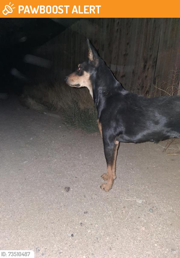 Found/Stray Female Dog last seen Near 92nd and S 10, Los Angeles County, CA 93543
