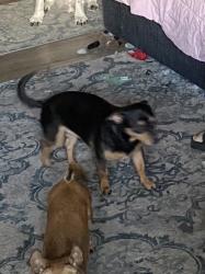 Reunited Male Dog last seen Patriot blvd, Reno, NV 89511