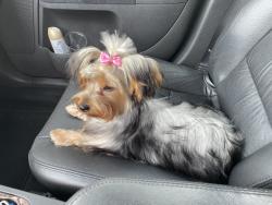 Lost Female Dog last seen 96th ave, Pembroke Pines, FL 33024