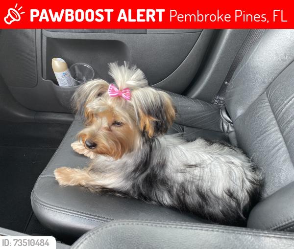 Lost Female Dog last seen 96th ave, Pembroke Pines, FL 33024