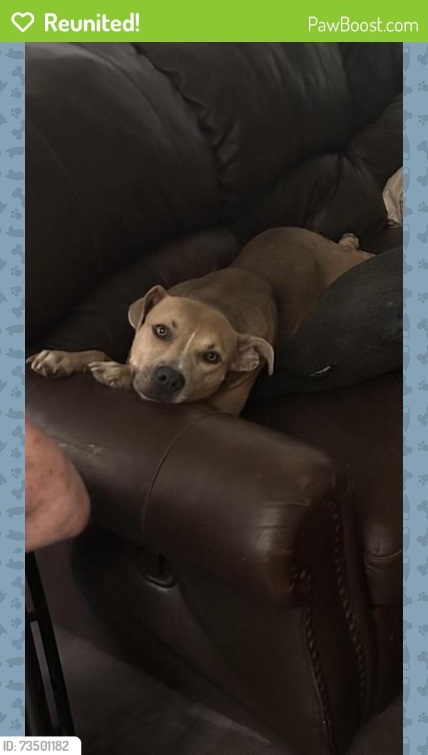 Reunited Female Dog last seen NA, Youngsville, LA 70592