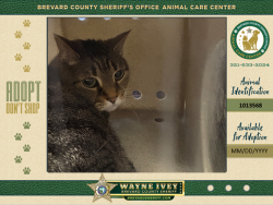 Shelter Stray Male Cat last seen FL, 5100 W Eau Gallie Blvd, Melbourne, FL 32934, USA