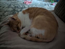 Reunited Male Cat last seen Near Shrineview dr, Syracuse, NY 13219