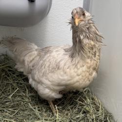 Shelter Stray Female Bird last seen w 62nd ave / Pierson ct, Arvada, CO, 80004, 580 McIntyre St, Golden, CO 80401, USA