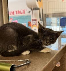 Shelter Stray Female Cat last seen Near Pinnacle Crest Loop, AUSTIN, TX, 78747, 7201 Levander Loop bldg a, Austin, TX 78702, USA
