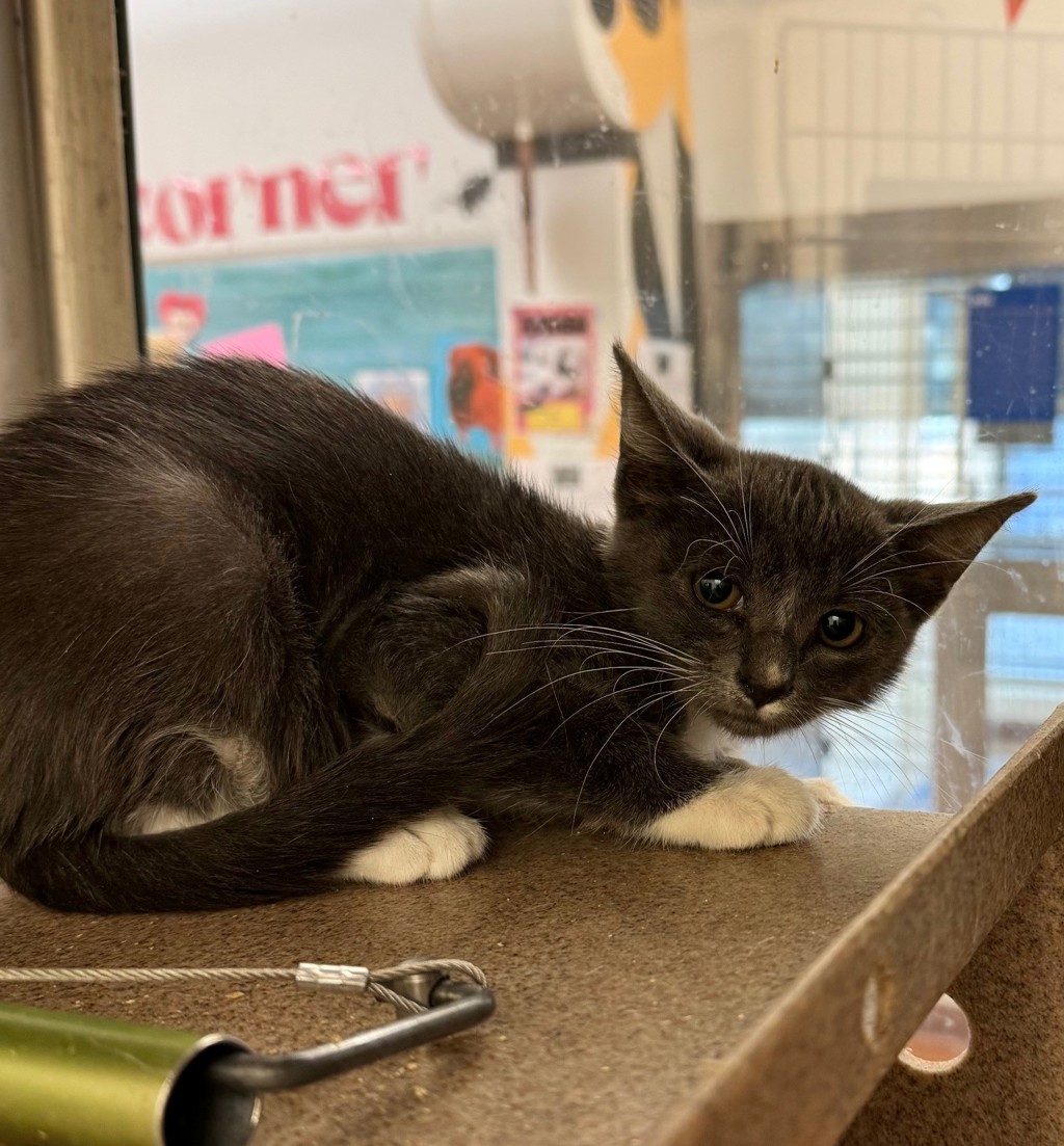 Shelter Stray Female Cat last seen Near Pinnacle Crest Loop, AUSTIN, TX, 78747, 7201 Levander Loop bldg a, Austin, TX 78702, USA