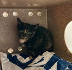 Shelter Stray Female Cat last seen Near Pinnacle Crest Loop, AUSTIN, TX, 78747, 7201 Levander Loop bldg a, Austin, TX 78702, USA