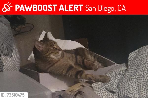 Lost Male Cat last seen Old town ave, San Diego, CA 92110