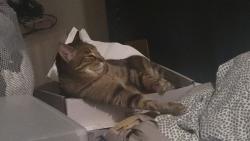 Lost Male Cat last seen Old town ave, San Diego, CA 92110