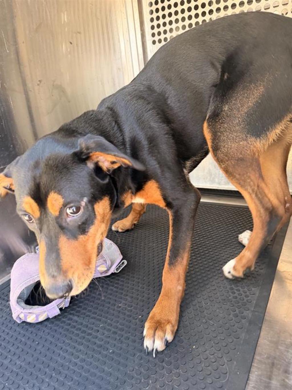 Shelter Stray Male Dog last seen Near Lake Creek Parkway, AUSTIN, TX, 78729, 7201 Levander Loop bldg a, Austin, TX 78702, USA