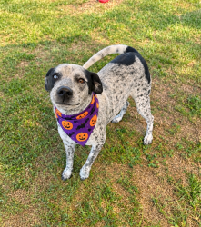 Shelter Stray Female Dog last seen LA, 410 Dugas Rd, Lafayette, LA 70507, USA
